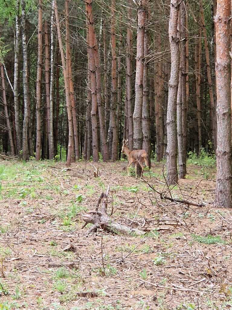 Prywatny azyl blisko Warszawy – działka 900m² - zdjęcie 4