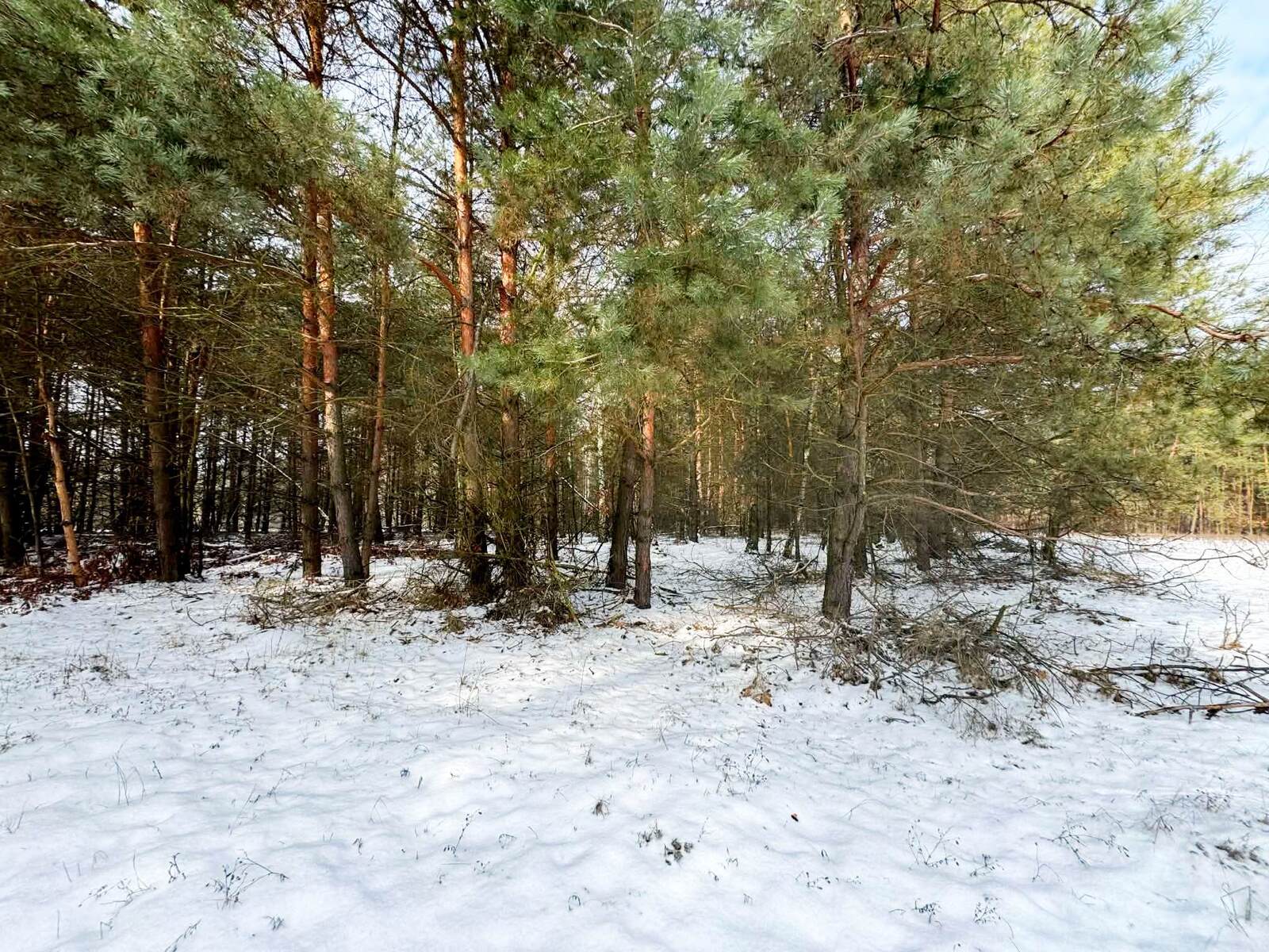 Na sprzedaż ponad hektar lasu – Baranów /lubelski